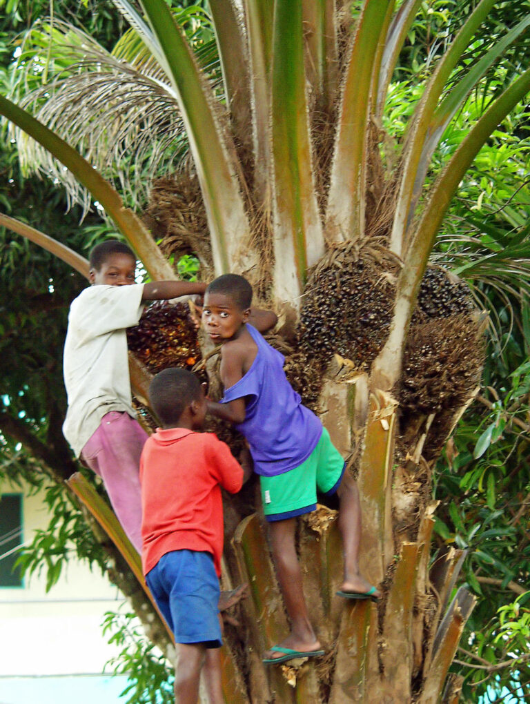 Boys Climbing a Tree - Maputo, Mozambique